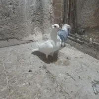 سفید سینه فر