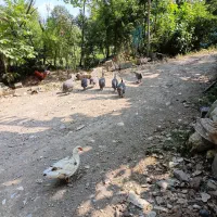 مرغ شاخدارنر