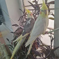 فروش دو عروس هلندی ۱ساله نزدیک به تخم گذاشتن