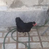 مرغ