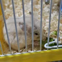 همستر و قفس|موش و خرگوش|پرند, فاز ۳|دیوار