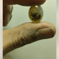 شجر قائن شجر تک درخت شجر مشکی|جواهرات|خمینیشهر, |دیوار