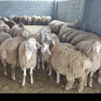 گوسفند زنده مغان افشار  زیر نظر دام پزشک  تهران