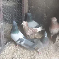 کبوتر|حیوانات|بهار, |دیوار