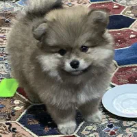 سگ پامرین خرسی