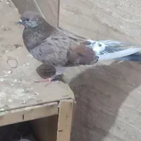 کبوترپرشی