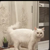 گربه پرشین ماده|گربه|تهران, امیریه|دیوار