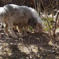 بره ..نر|حیوانات مزرعه|رابر, |دیوار