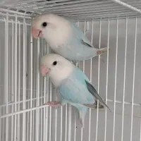 پرورش دهنده کوتوله وفیشر،خدادوست لار|پرنده|بندرعباس, |دیوار