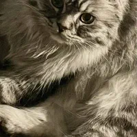 گربه بریتیش