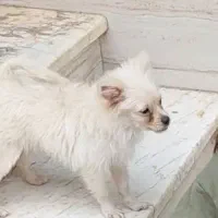 سگ پاکوتاه سمت پل جانبازان به طرف کمربندی گم شدا|سگ|تنکابن, |دیوار