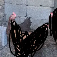 مرغ|حیوانات مزرعه|ملایر, |دیوار