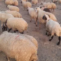 میش