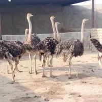 شترمرغ 5 ماه|حیوانات مزرعه|خاوران, |دیوار