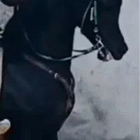 آموزش سوارکاری و پانسیون اسب