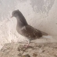 چندتا حیوون خوب وبه قیمت