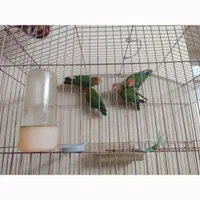 طوطی برزیلی|پرنده|کازرون, |دیوار