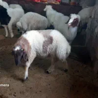 بره|حیوانات مزرعه|سیوان, |دیوار