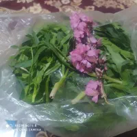 سبزی کوهی|خوردنی و آشامیدنی|شاهین دژ, |دیوار