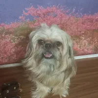 نژاد سوپرفلت