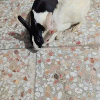 خرگوش