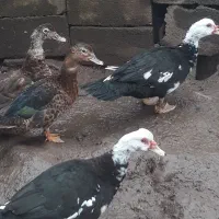 اردک|حیوانات مزرعه|رشت, آب آسیاب|دیوار