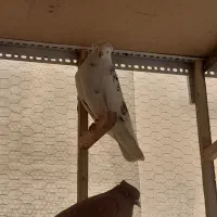 کفتر|پرنده|خمینی‌شهر, |دیوار