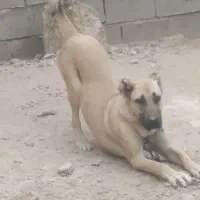 سگ ماده
