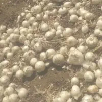پیاز...|خوردنی و آشامیدنی|کرمانشاه, |دیوار