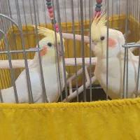 عروس هلندی لوتینو|پرنده|ری, علایین|دیوار