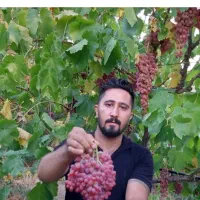 فروش نهال انگور ریشه لخت دوساله|خدمات باغبانی و درختکاری|خرمدره, |دیوار