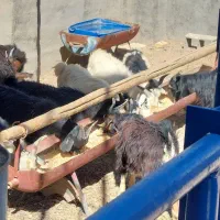 فروش بزغاله نر وماده|حیوانات مزرعه|دلیجان, |دیوار