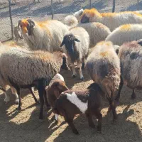 میش و قوچ  داشتی ( فروش به تعداد دلخواه مشتری)|حیوانات مزرعه|پلدختر, |دیوار