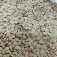 عدس ممتاز مرغوب