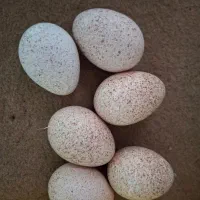 تخم بوقلمون دو رگه