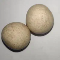 مهره موکل دار|کلکسیون اشیاء عتیقه|میناب, |دیوار