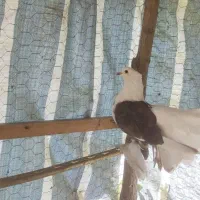 کبوتر زینتی  دم چتری شامپیون بلژیکی|پرنده|رضوانشهر, |دیوار