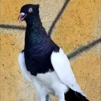 کفتر‌یا‌کبوتر‌یهودی‌کاکلی‌‌‌یا‌بی‌کاکل‌کلاغ‌ساده‌