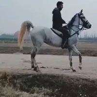 مادیان و اسب|اسب و تجهیزات اسبسواری|شاهین دژ, |دیوار