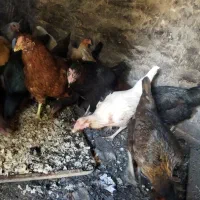 مرغ محلی ولاری|حیوانات مزرعه|اشتهارد, |دیوار