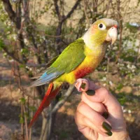 طوطی دستی گرینچیک