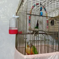 فروش یه جفت گرینچک