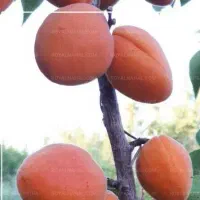 فروش نهال زردآلو پرتقالی