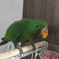 جوجه اکلکتوس|پرنده|بندر انزلی, نیمه شعبان|دیوار