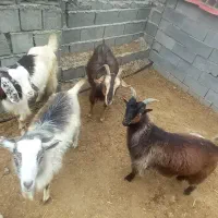 ۴عدد بز دورگه جوان و سالم