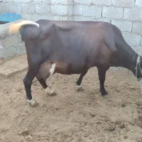 فروش گاو جرسی شیری