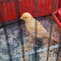 قناری جوان نر ریزه خوان باقفس ۱۲۰۰|پرنده|کرج, کوی زنبق|دیوار