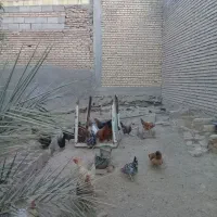 مرغ و خروس|حیوانات مزرعه|گتوند, |دیوار