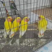 فروش چهار طوطی برزیلی خوشکل وشیطون