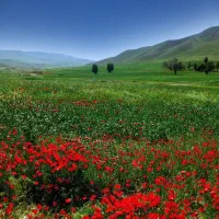فروش زمین کشاورزی دیم  واقع در روستای پهنه بر